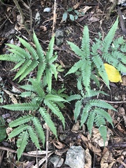 Pteris fauriei