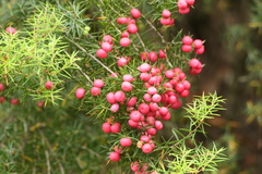 Leptecophylla