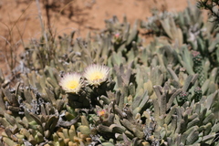 Corpuscularia lehmannii
