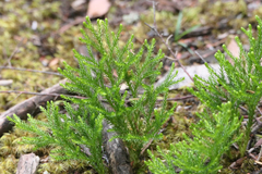 Lycopodium deuterodensum