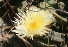 Corpuscularia lehmannii
