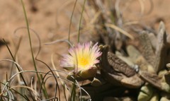 Corpuscularia lehmannii