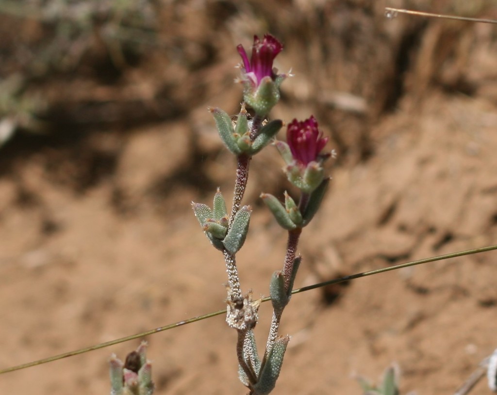 Trichodiadema ryderae