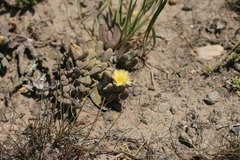Corpuscularia lehmannii