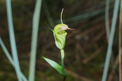 Pterostylis atrans