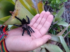 Pachistopelma bromelicola