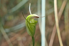 Pterostylis atrans