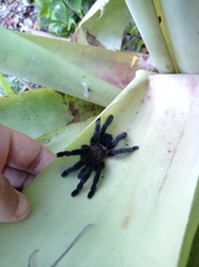 Pachistopelma bromelicola