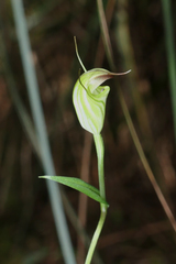 Pterostylis atrans