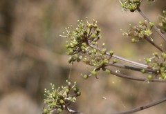 Cynorhiza typica