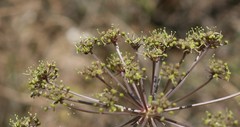 Cynorhiza typica