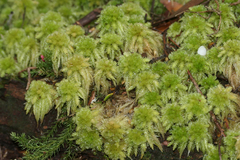 Sphagnum cristatum