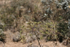 Cynorhiza typica