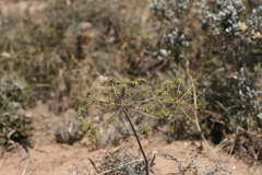 Cynorhiza typica