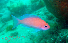 Pseudanthias rubrizonatus