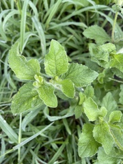 Acanthospermum hispidum