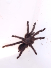 Pachistopelma bromelicola