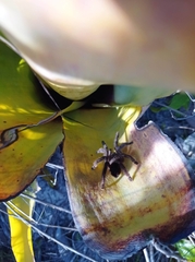 Pachistopelma bromelicola