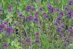 Lamium purpureum