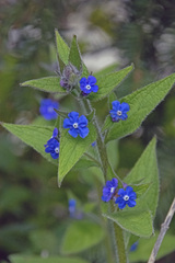 Pentaglottis sempervirens