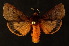 Phragmatobia lineata