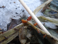 Macrotyphula phacorrhiza