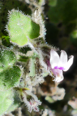 Lobelia ardisiandroides