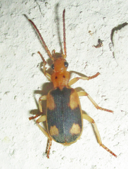 Brachininae