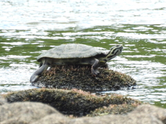 Phrynops williamsi
