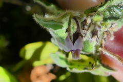 Lobelia ardisiandroides