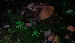 Crassula umbraticola