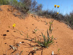 Podolepis longipedata