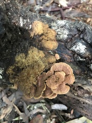 Oxychaete cervinogilva