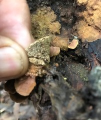 Oxychaete cervinogilva