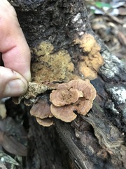 Oxychaete cervinogilva