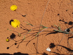 Podolepis longipedata