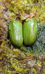 Anoplognathus prasinus