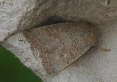 Hoplodrina blanda