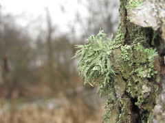 Ramalina europaea
