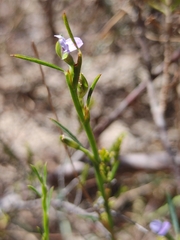 Psoralea alata