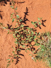 Haloragis odontocarpa