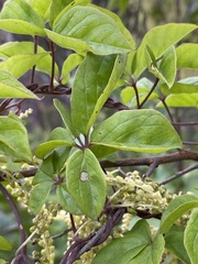 Dioscorea quartiniana