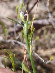 Psoralea alata