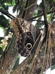 Caligo oedipus