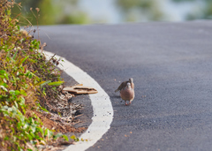 Streptopelia chinensis