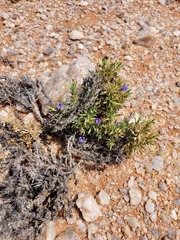 Aptosimum spinescens