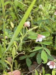 Hermannia boraginiflora