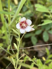 Hermannia boraginiflora