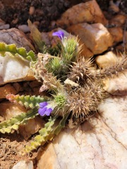 Acanthopsis villosa