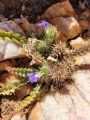 Acanthopsis villosa